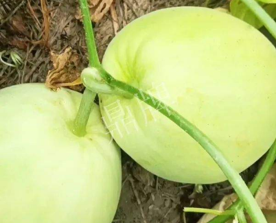 蔬菜種子種植戶客戶點(diǎn)評-我終于找到滿意的甜瓜品種了！