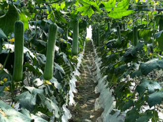 蔬菜種子種植戶客戶點(diǎn)評-高手在民間，浙江蒼南的絲瓜在下半年至春節(jié)，都有大量上市！