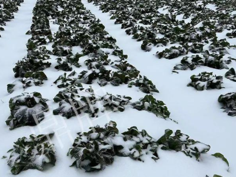 蔬菜種子種植戶客戶點(diǎn)評-春節(jié)期間，2畝雜交“東漢菜”一批就賣了2萬多元！