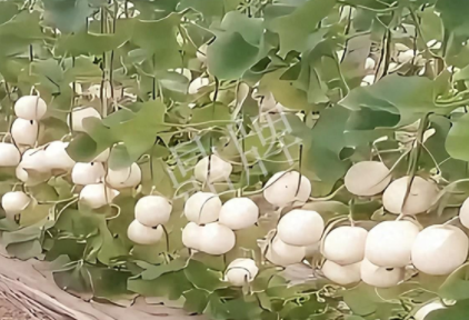 蔬菜種子種植戶客戶點(diǎn)評-現(xiàn)在的瓜菜價(jià)格不好，但我種植的優(yōu)質(zhì)甜瓜還是有好的收入！