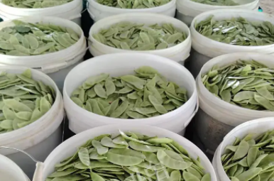 蔬菜種子種植戶(hù)客戶(hù)點(diǎn)評(píng)-時(shí)隔20年，我再種這個(gè)品種，大家來(lái)看看，怎么樣？