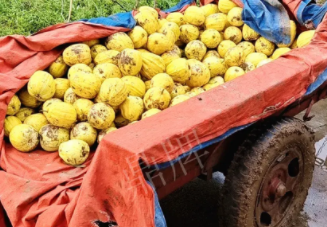 蔬菜種子種植戶(hù)客戶(hù)點(diǎn)評(píng)-持續(xù)暴雨天氣，這個(gè)品種幫我們渡過(guò)了難關(guān)，收入還滿(mǎn)意！