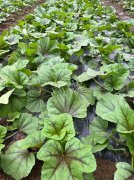 蔬菜種子種植戶客戶點評-第一次種植這種菜，現(xiàn)在可以上市了，大家?guī)臀医ㄗh一下，能賣個什么價格？