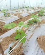 蔬菜種子種植戶客戶點評-超早！超早！我的扁豆2月15日“逆季”上市……