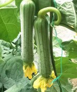 蔬菜種子種植戶客戶點評-這瓜，太美了！太美了！但我這個老菜農(nóng)……唉！