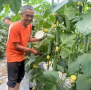 蔬菜種子種植戶客戶點評-干農(nóng)業(yè)，有喜悅嗎？有的，請看！