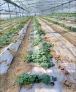 蔬菜種子種植戶客戶點評-三倍體絲瓜到底是斷頭好？還是不斷頭好？看看這位老板的做法……