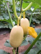 蔬菜種子種植戶客戶點評-瓜菜價格不好，太卷了！看一位種植大戶穩(wěn)穩(wěn)賺錢的經(jīng)驗…