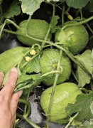 蔬菜種子種植戶客戶點評-瓜商喜歡、消費者喜歡，這個品種就好銷售！