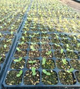 蔬菜種子種植戶客戶點評-高溫+病毒，雙重暴擊！今年種植這個品種能賺錢嗎？